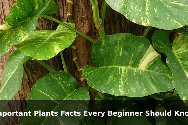 Important Plants Facts Every Beginner Should Know
