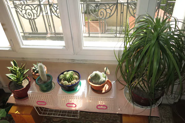 Match Plant Choices to Your Growing Conditions