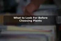 What to Look For Before Choosing Plants What to Look For Before Choosing Plants